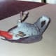 should-i-buy-a-macaw-or-an-african-grey