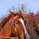 Horse Used by permission. All photos in this section courtesy of: Tammy Mallett: Photography by Tammy: www.picsbytammy.com