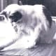 Imp, a cat we had when my kids were growing up.