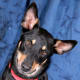 Australian Kelpie Dog Used by permission.