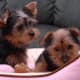 Yorkshire Terriers Used by permission.