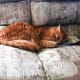 Tigger falls asleep reading. (In memoriam: Our dear Tigger crossed the Rainbow Bridge in March of 2016, at the ripe old age of 16 years.)