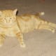 Jigsaw Puzzle, a kitty who came to us to be rescued.
