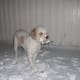 living-with-a-lagotto-romagnolo