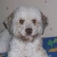 living-with-a-lagotto-romagnolo