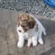 living-with-a-lagotto-romagnolo