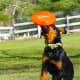 Playing fetch with your dog helps getting their energy out. This, in return, creates a better behaved dog.