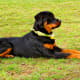 Short training sessions provide much needed mental exercise for your pup. This also helps to create an obedient dog that is easy to live with.