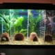 betta-addiction-betta-tank-setup