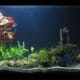 Best betta tank setup.