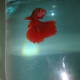 betta-addiction-betta-tank-setup