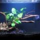 Betta With Neon Tetras In Community Tank