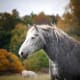 Percheron