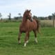 child-safety-with-horses-and-ponies