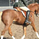 horse show