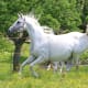 Arabian horse