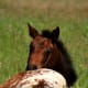 Appy foal