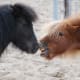 Even a small equine can deliver a painful horse bite.