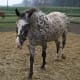 Appaloosa