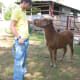 miniature horse
