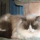 Nevin on the cat tree