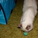 It's playtime!