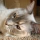 Bennie relaxing