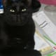Cocoa: "It is time to stop all this work stuff."