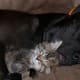 A kitten and a pit bull enjoying a nap