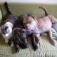 Two pit bulls and a cat sharing a couch