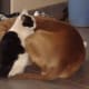 A cat and a pit bull resting together