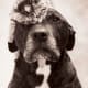 A pit bull wearing a sleepy kitten as a hat
