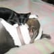 A cat using a pit bull as a pillow
