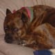 A beautiful brown pit bull and its cat companion
