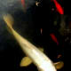 White koi, sometimes called ghost koi