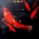 Koi