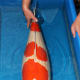 Kohaku