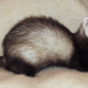 Ferrets are playful and mischievous pets - ferrets are not rodents, however.