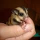 Sugar gliders love to be close to their owners