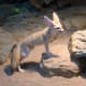 Fennec fox in replica of its natural habitat: Wilhema Zoo, Germany