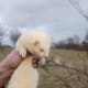 Ferrets are great pets and one of the best exotic animal to own for children.