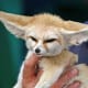 No, no...I'm not related to Yoda! Check out my Fennec Fox ears!