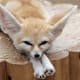 I am one of the coolest pets to own because I'm so adorable and unusual.