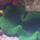 A Green Carpet Anemone in the aquarium