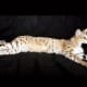 Savannahs have a strong musculature, shorter front legs, and an elongated lean body and tail. Ancedotally, they are reputed to be hypoallergenic and thus good pets for those with allergies, but there is no scientific evidence for that claim.
