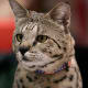Savannah cats are long-lived (about 15 years on average) but extremely dominant animals. If you own other cats, you may want to consider a different breed of exotic cats as Savannahs do best in households with dogs rather than cats.
