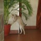 According the Guinness Book of World Records, the holder of the title World's Tallest Domestic Cat is Scarlett's Magic, who stands just over 18 inches and is owned by Lee and Kimberly Draper. NOTE: This is a random image, not Scarlett's Magic.