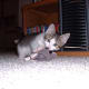the-odd-creatures-we-call-cats