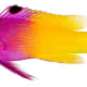 Gramma loreto, Adult (Royal Gramma)