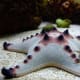 A 'chocolate chip' sea star.